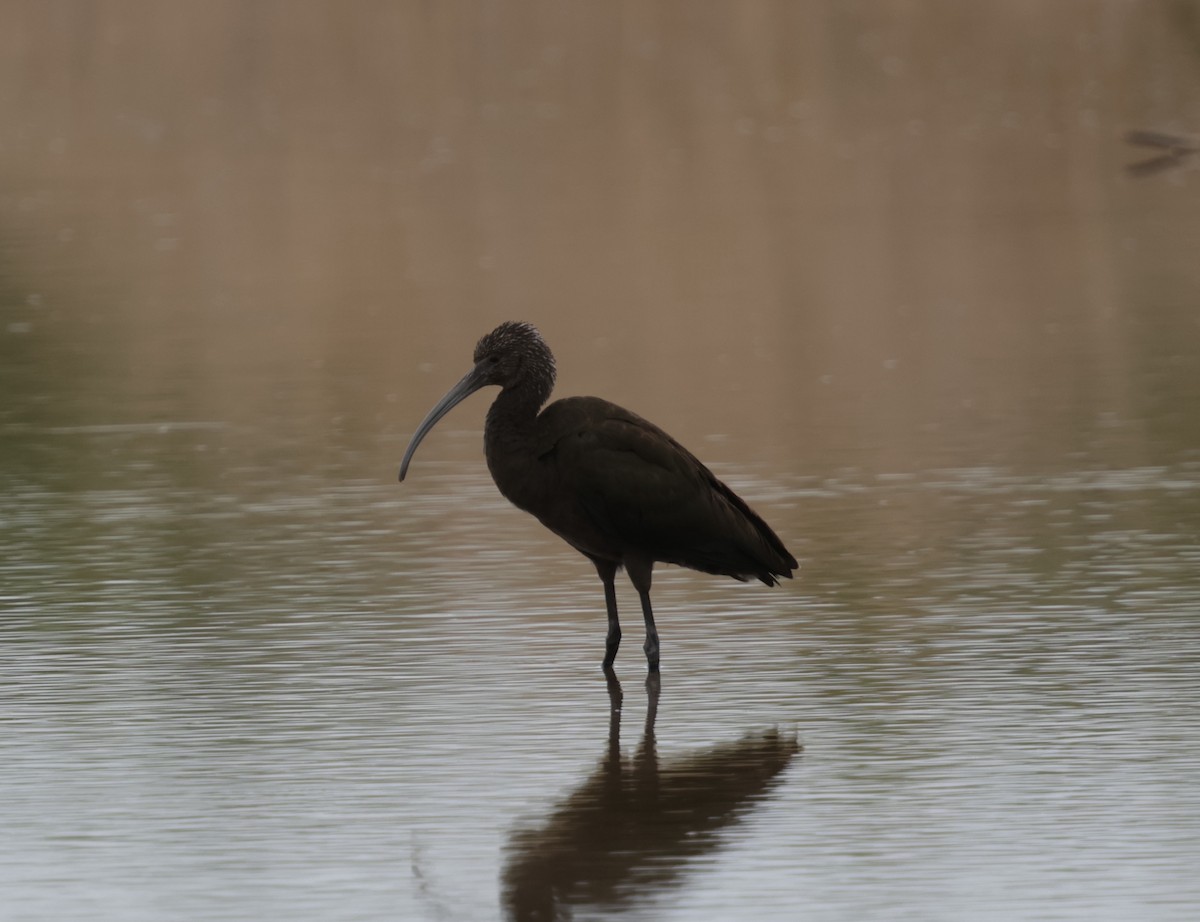 Ibis falcinelle ou I. à face blanche - ML623052232