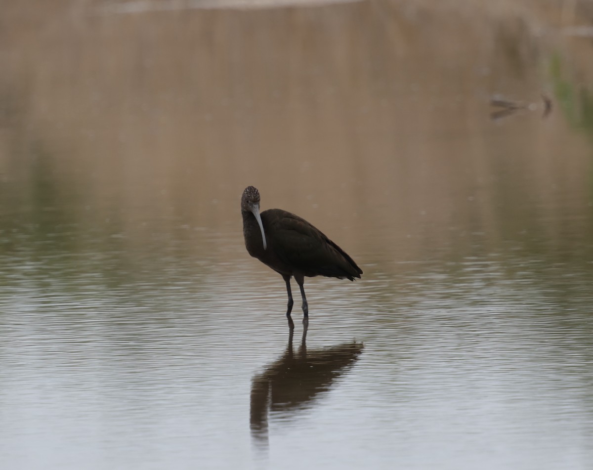 Ibis falcinelle ou I. à face blanche - ML623052233