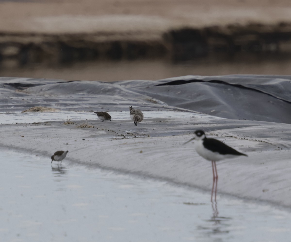 Bécasseau sanderling - ML623052235