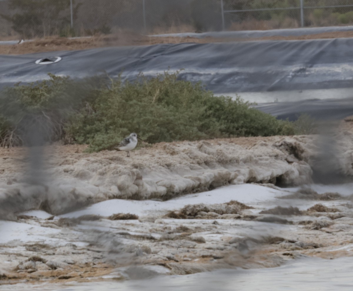 Bécasseau sanderling - ML623052236