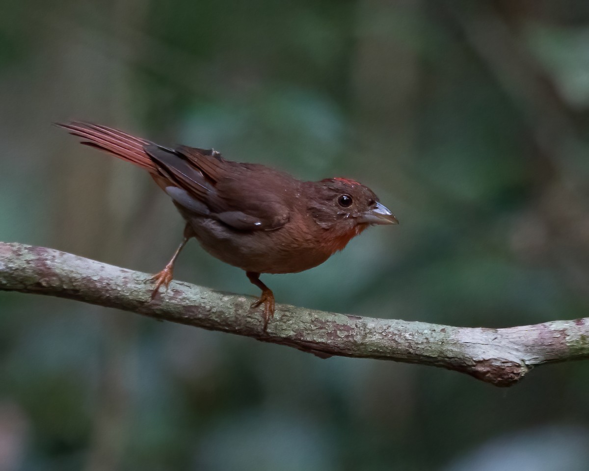 Red-crowned Ant-Tanager - Jeff Stacey