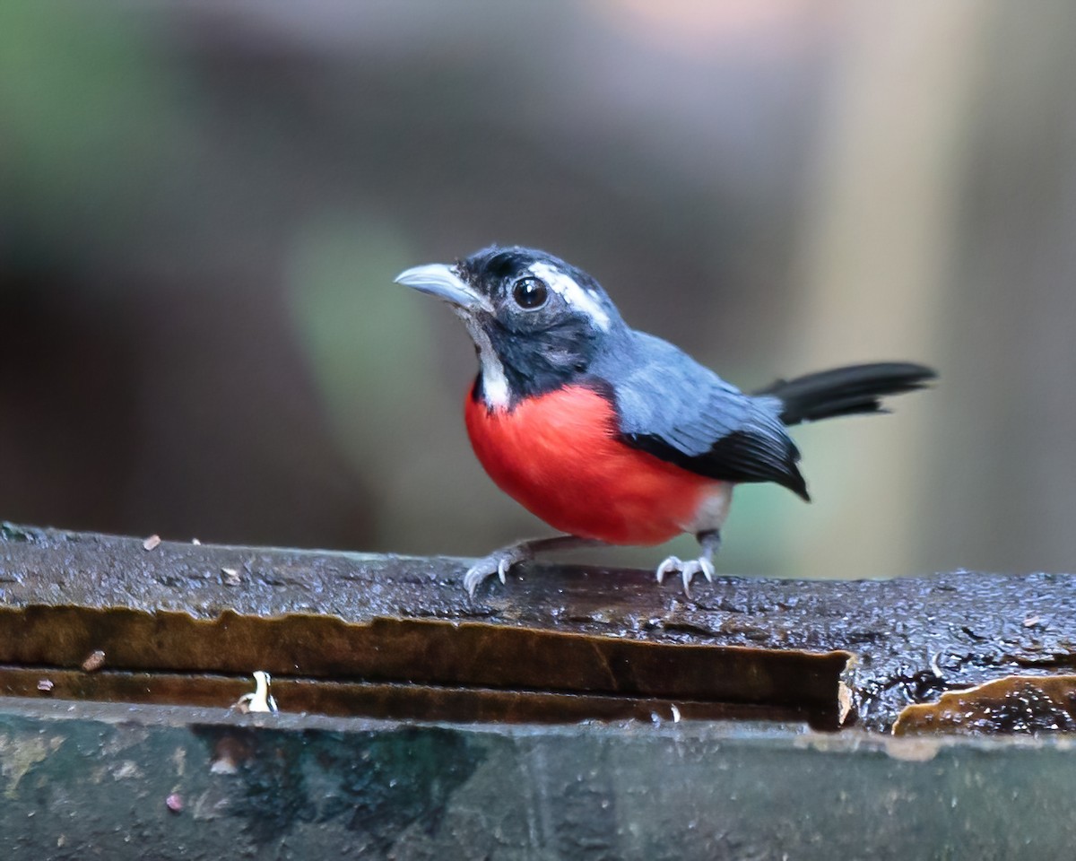 Rose-breasted Chat - ML623052242