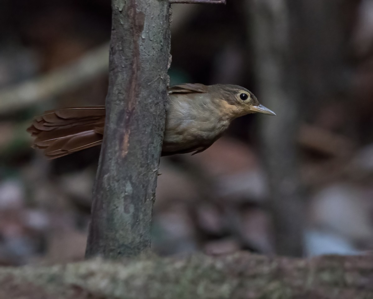 Ochre-throated Foliage-gleaner - ML623052243