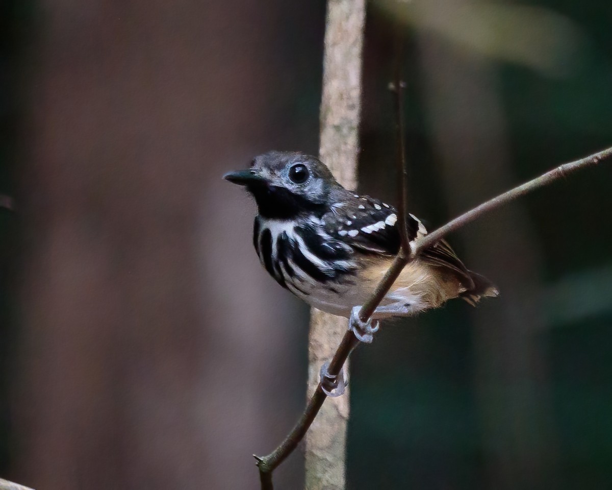 Dot-backed Antbird - ML623052245