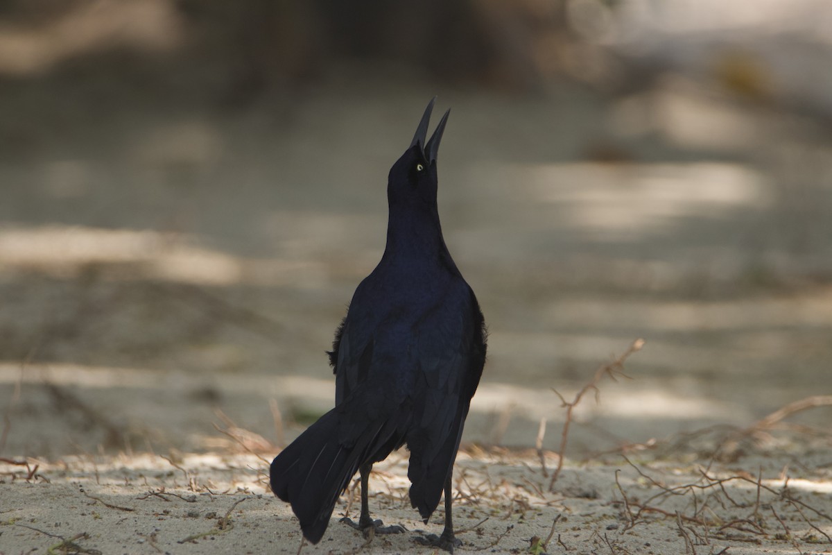 Great-tailed Grackle - ML623052253