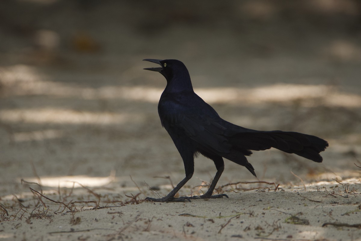 Great-tailed Grackle - ML623052254