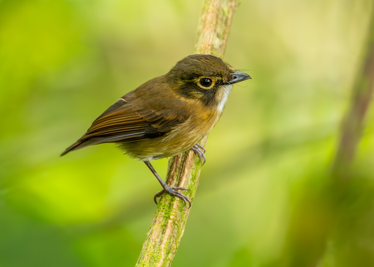 White-throated Spadebill - ML623052317