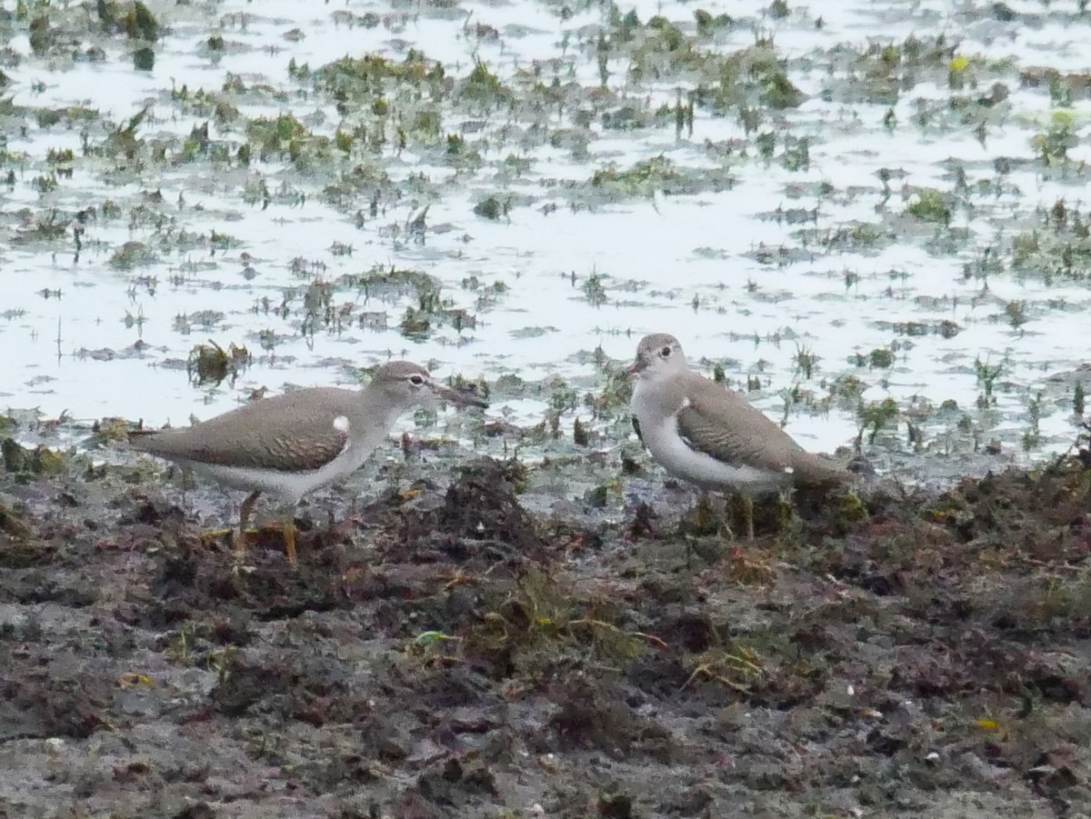 Spotted Sandpiper - ML623052337