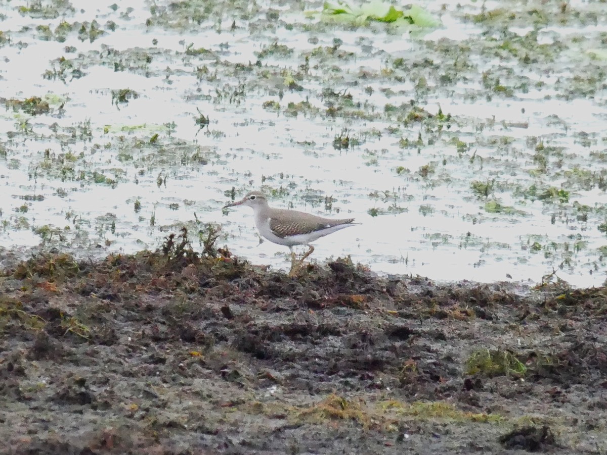 Spotted Sandpiper - ML623052338