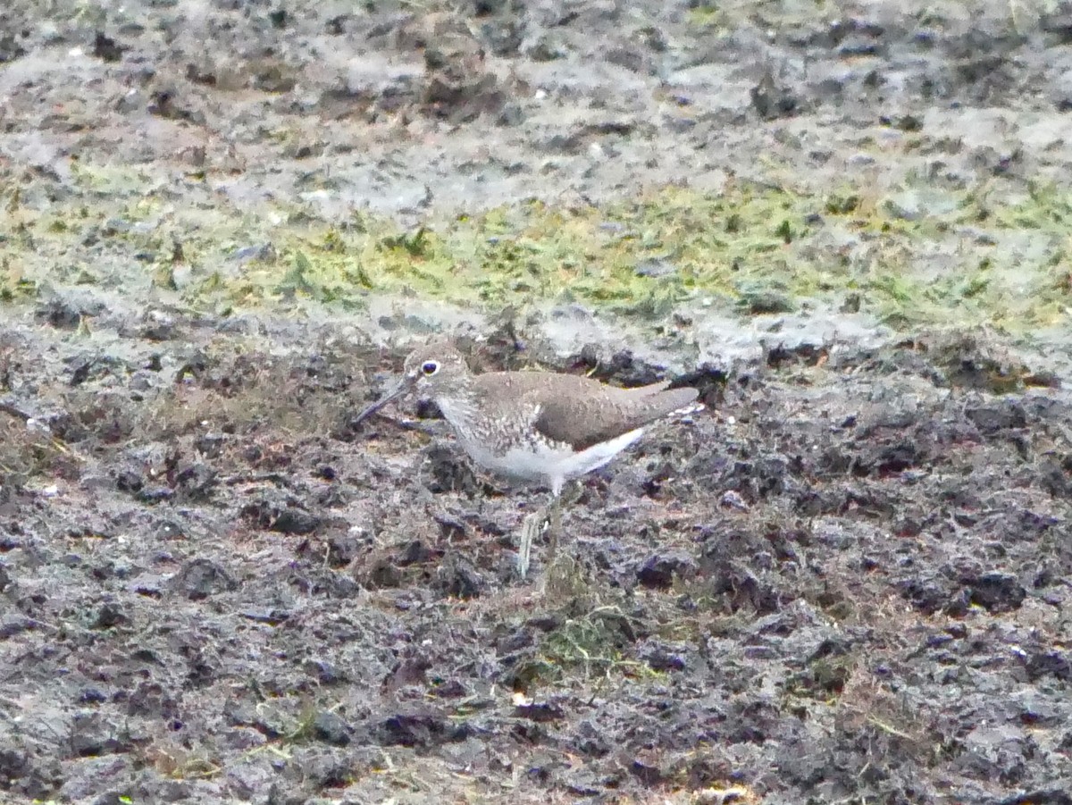 Solitary Sandpiper - ML623052345