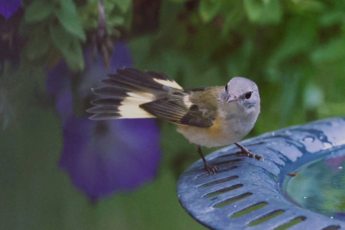 American Redstart - ML623052427