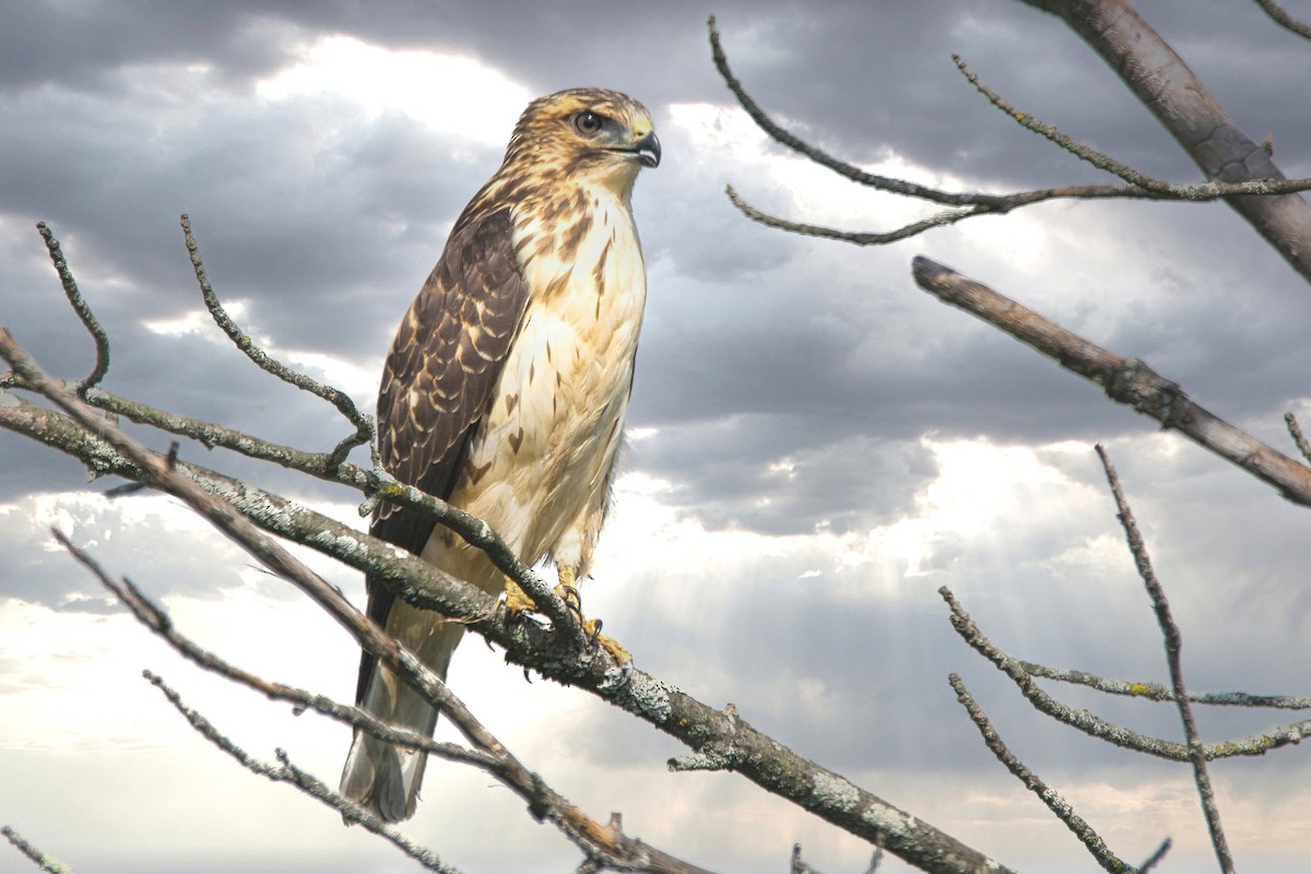 Broad-winged Hawk - ML623052451