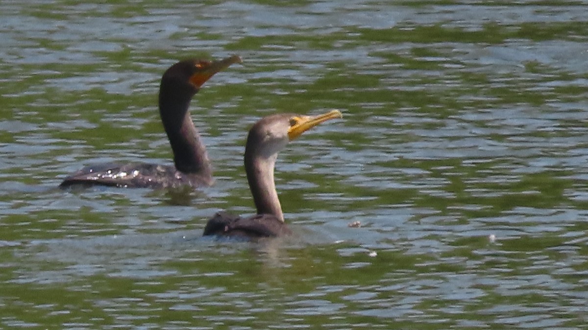 Cormoran à aigrettes - ML623052460