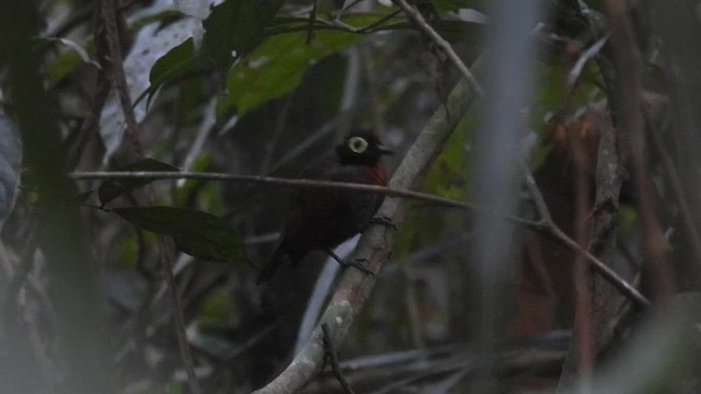 Harlequin Antbird - ML623052461