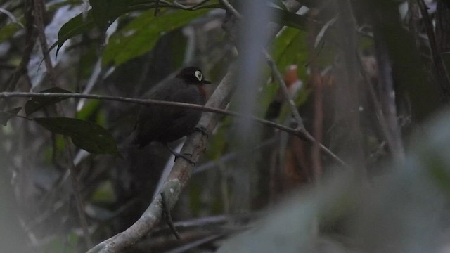 Harlequin Antbird - ML623052462