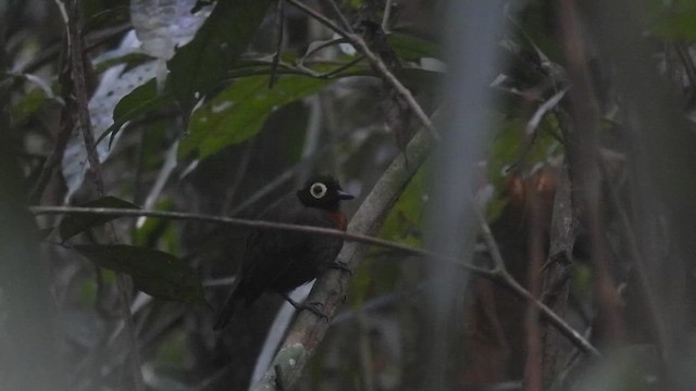 Harlequin Antbird - ML623052465