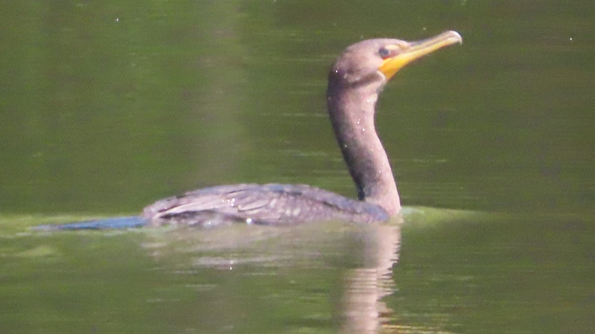 Cormoran à aigrettes - ML623052467