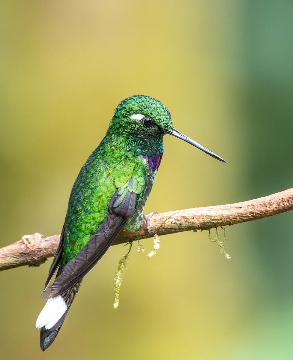 Colibrí Puntiblanco Occidental - ML623052468