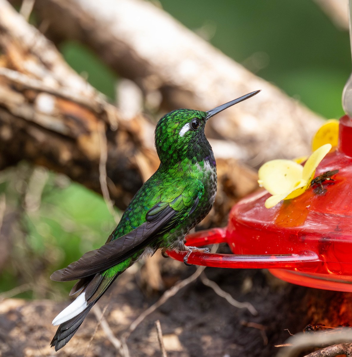 Colibrí Puntiblanco Occidental - ML623052473