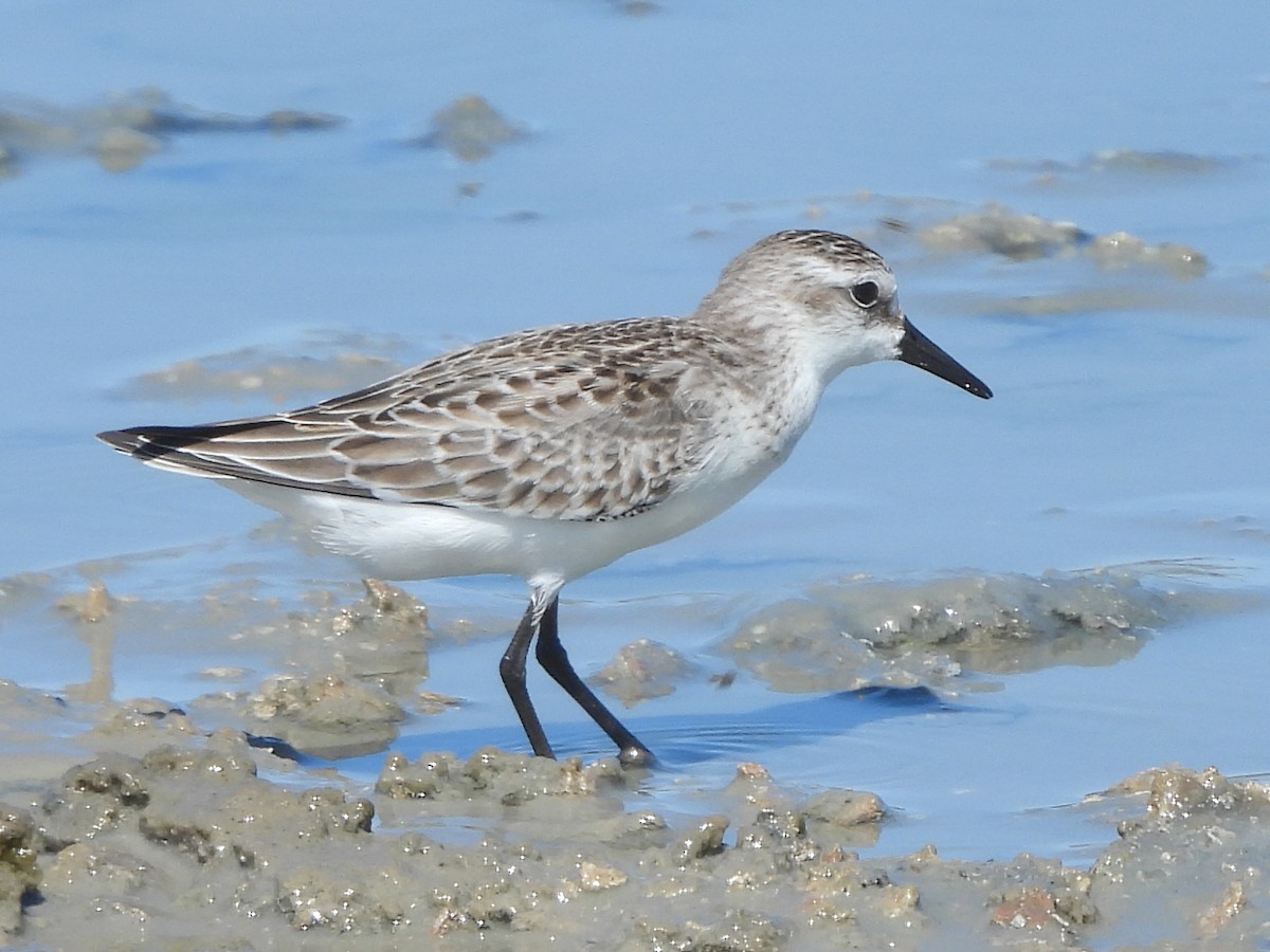 Semipalmated Sandpiper - ML623052512