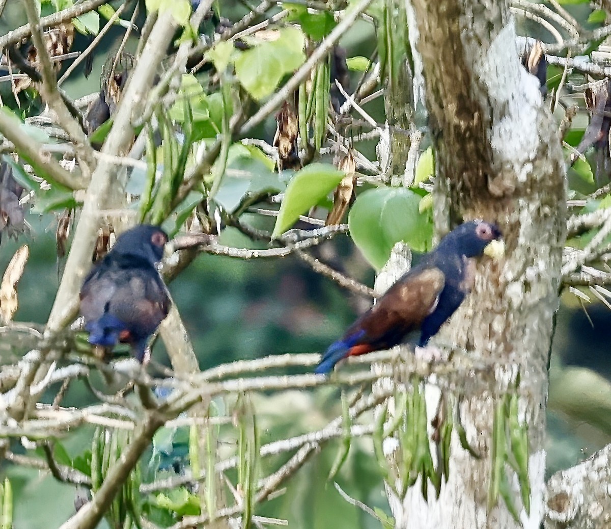 Bronze-winged Parrot - ML623052514