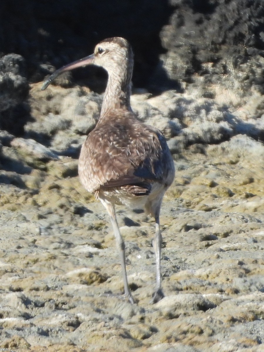 Whimbrel - ML623052534