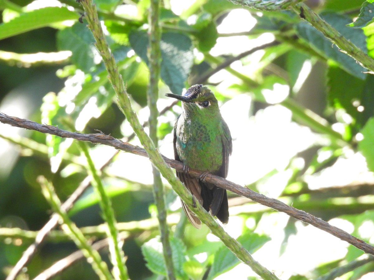 Violet-fronted Brilliant - ML623052536