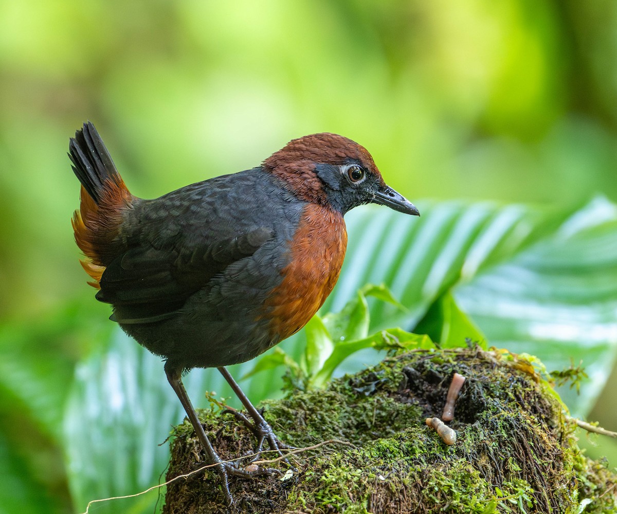 Rufous-breasted Antthrush - ML623052546