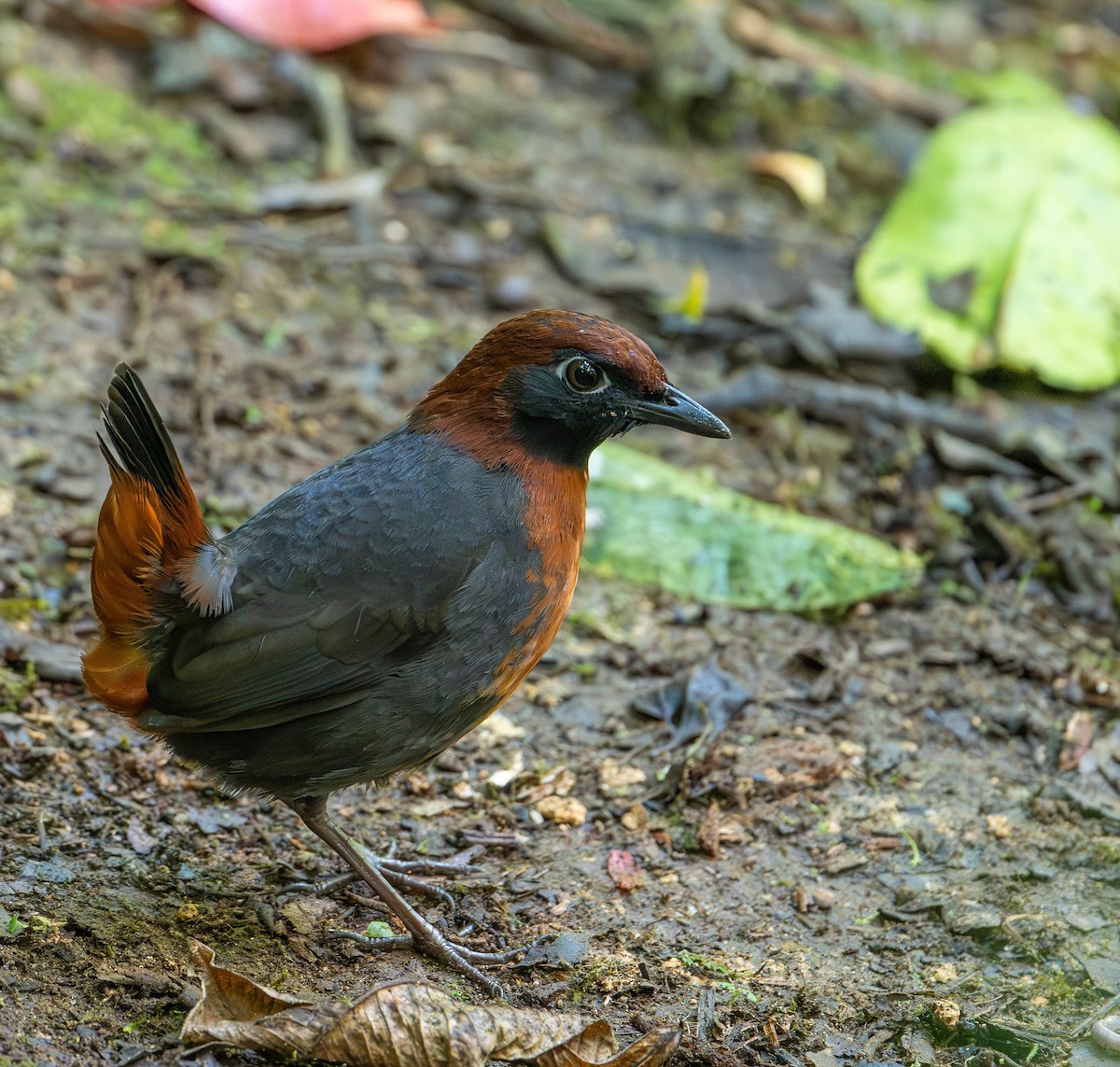 Rufous-breasted Antthrush - ML623052549