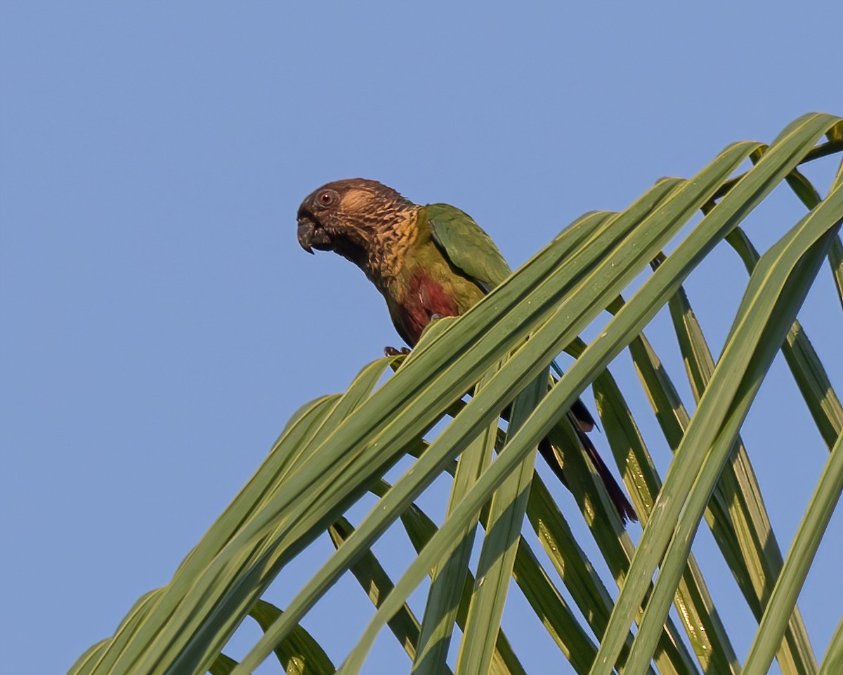 Santarem Parakeet (Madeira) - ML623052618