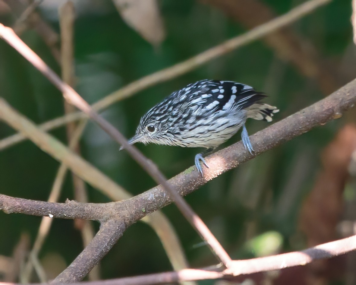 Amazonian Streaked-Antwren - ML623052622