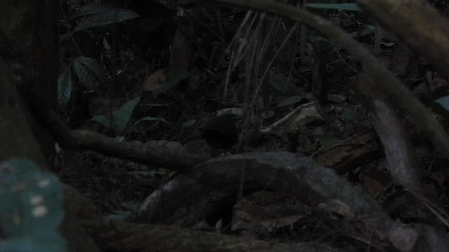 Rusty-belted Tapaculo - ML623052625