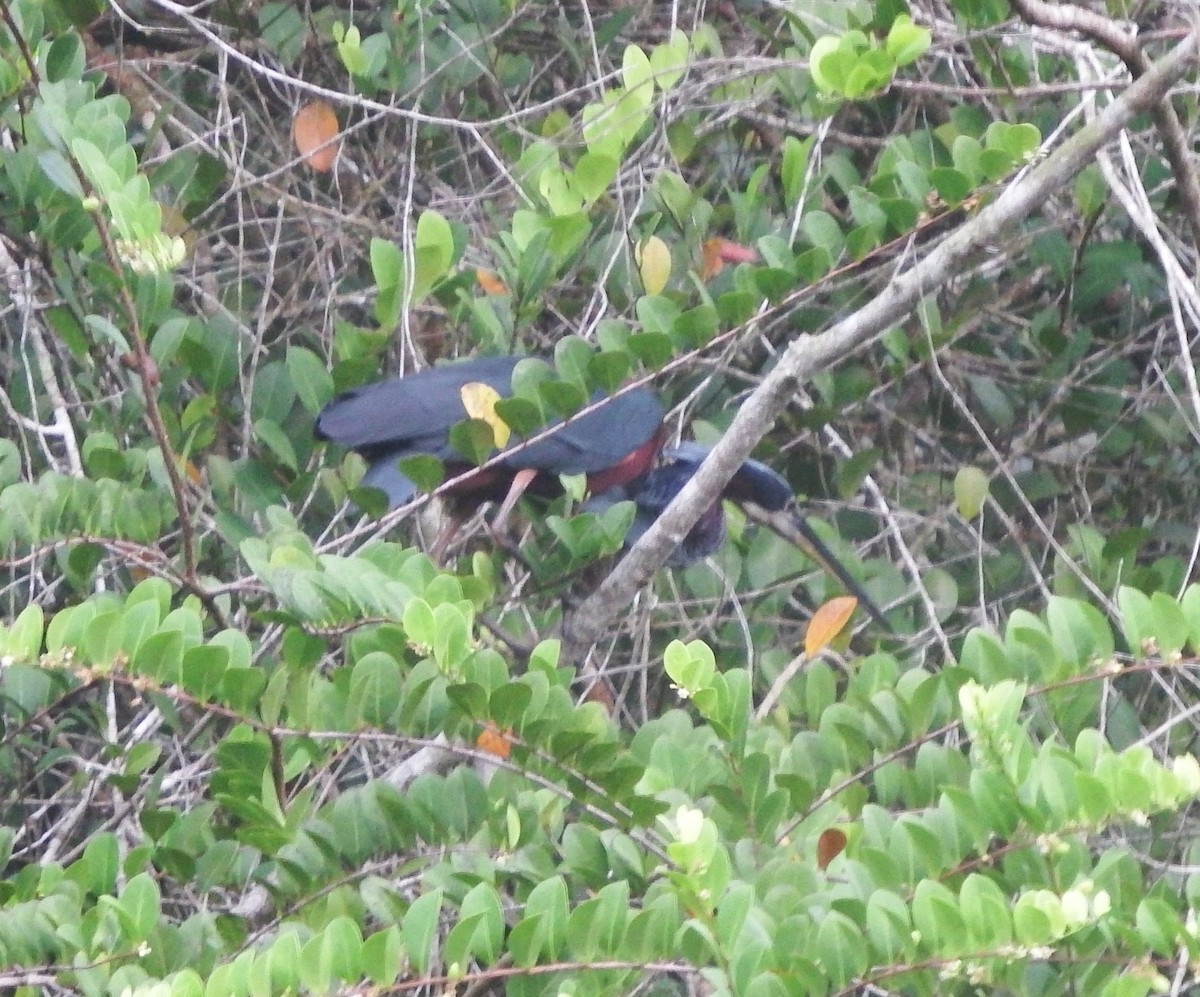 Agami Heron - Nicholas Sly