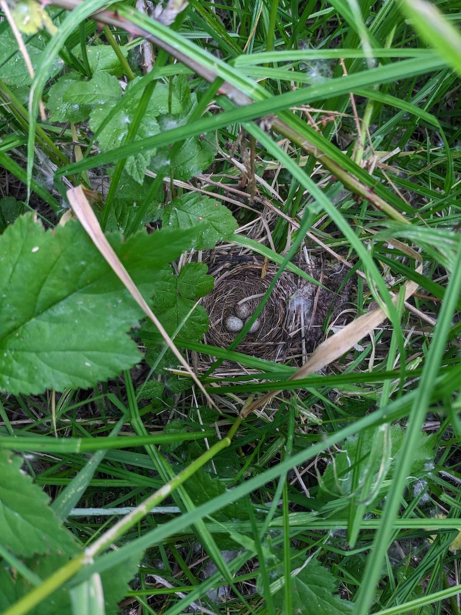 Song Sparrow - ML623052657