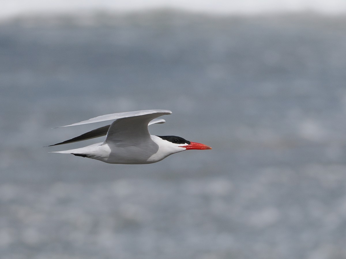 Caspian Tern - ML623052735