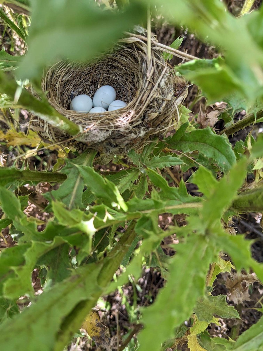 Lazuli Bunting - ML623052738