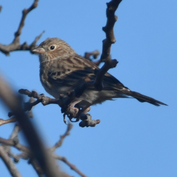 Carbonated Sierra Finch - ML623052745