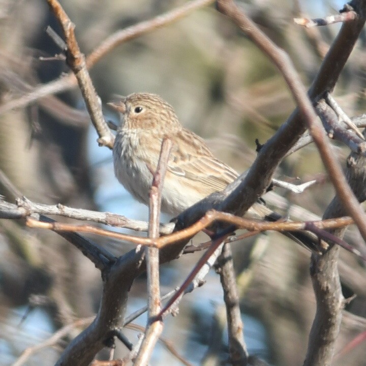 Carbonated Sierra Finch - ML623052752