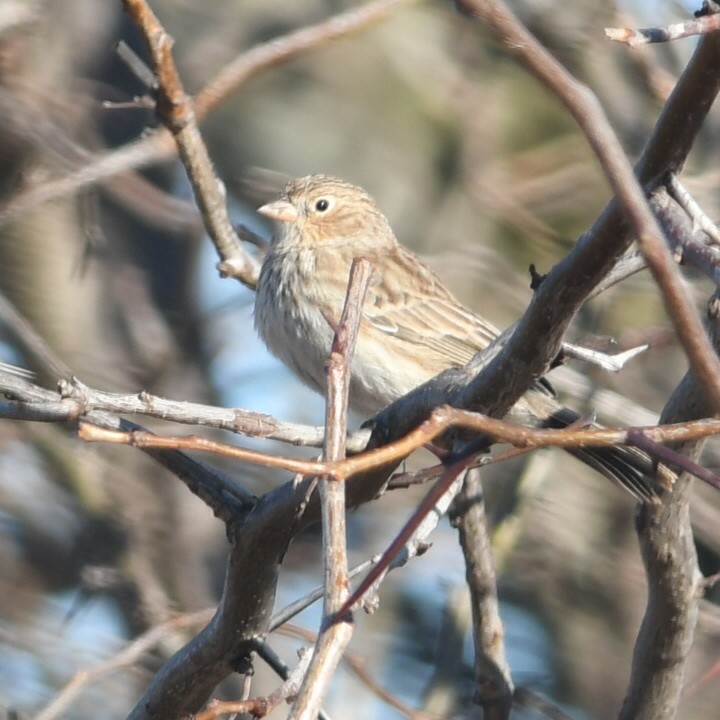 Carbonated Sierra Finch - ML623052761