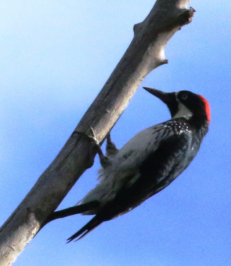 Acorn Woodpecker - ML623052870