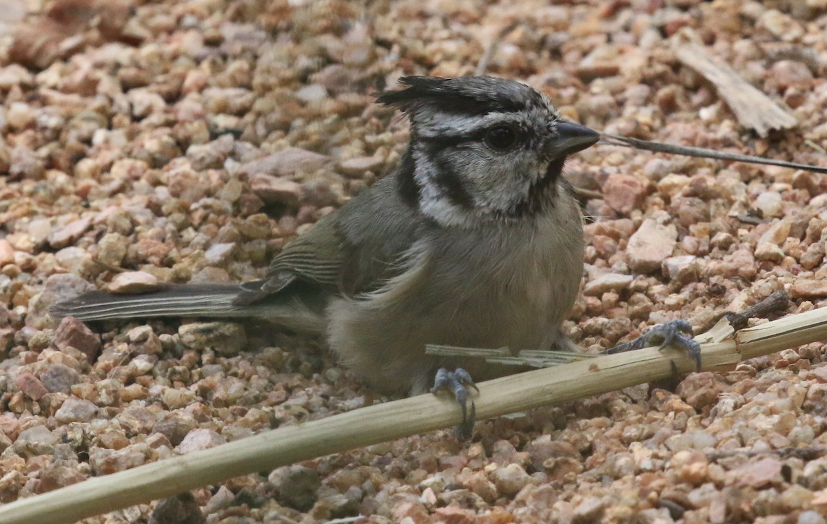 Bridled Titmouse - ML623052897