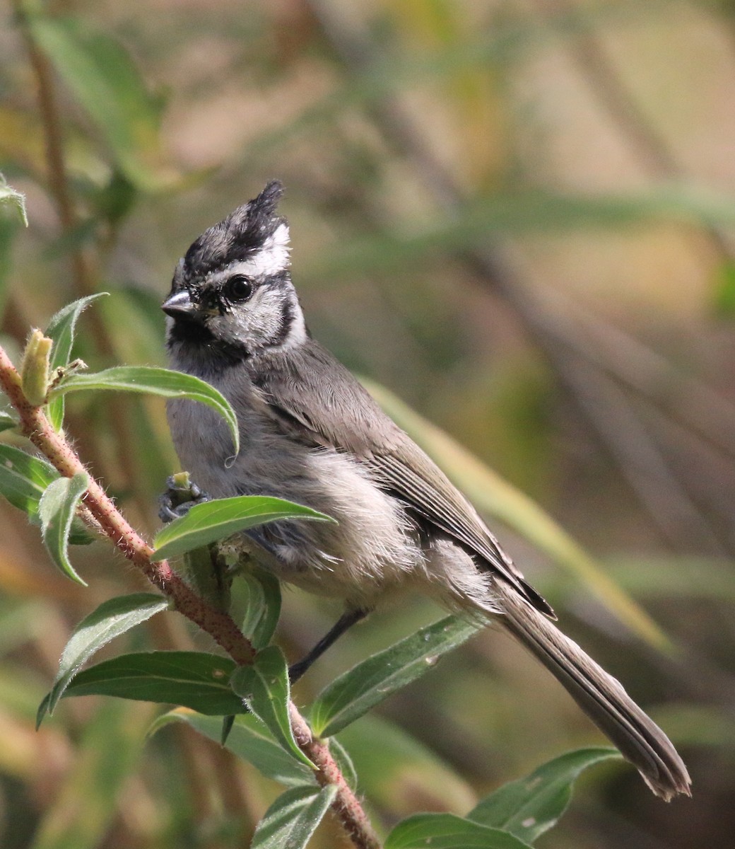 Bridled Titmouse - ML623052919