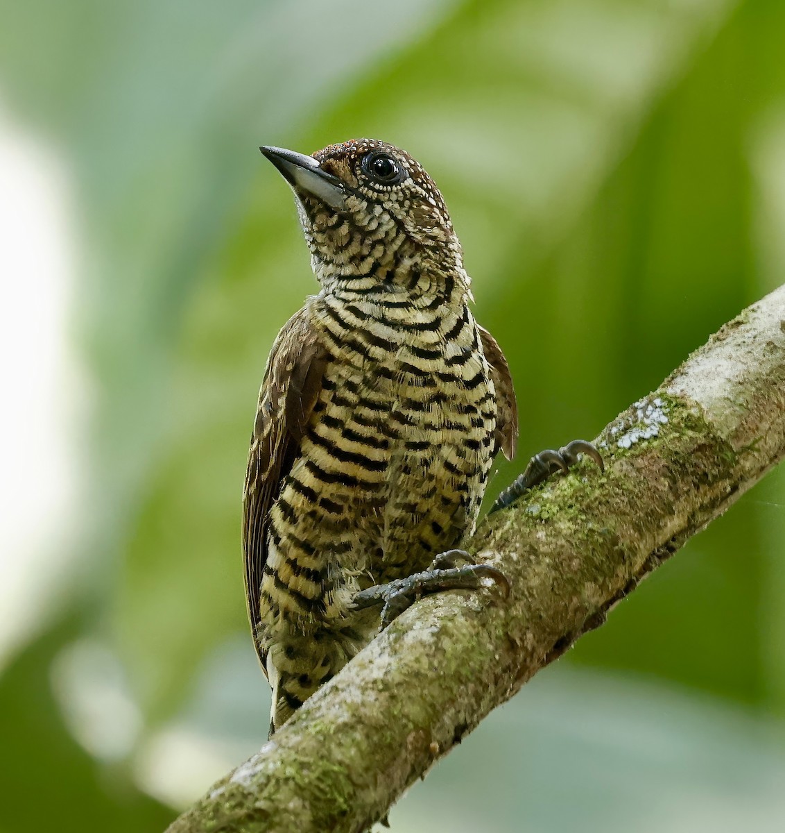 Lafresnaye's Piculet - Jan Hansen