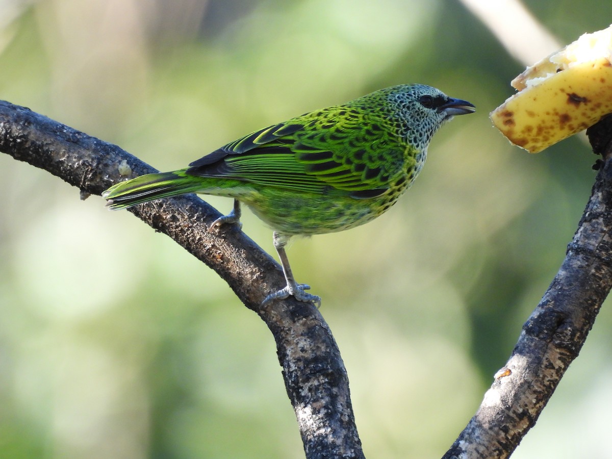 Spotted Tanager - ML623052928