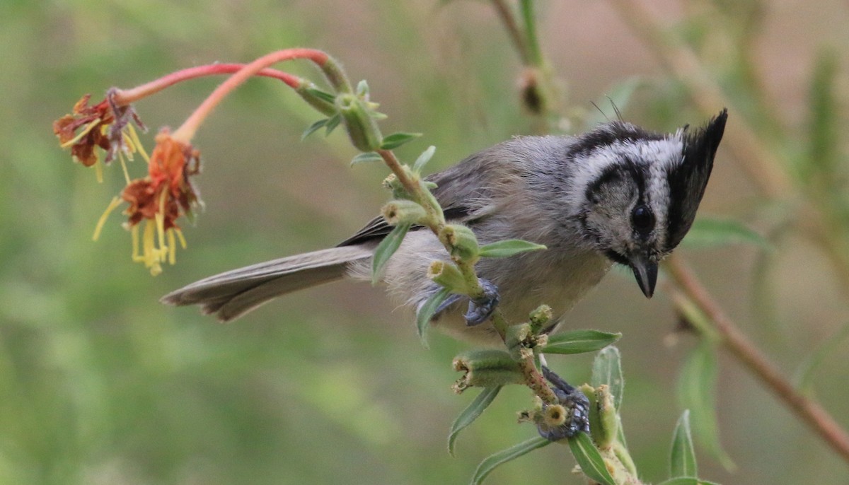 Bridled Titmouse - ML623052933