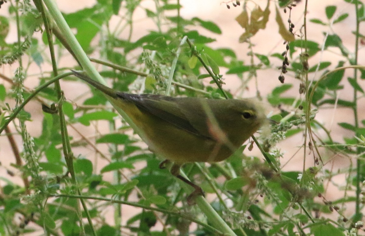 Orange-crowned Warbler - Doug and Diane Iverson