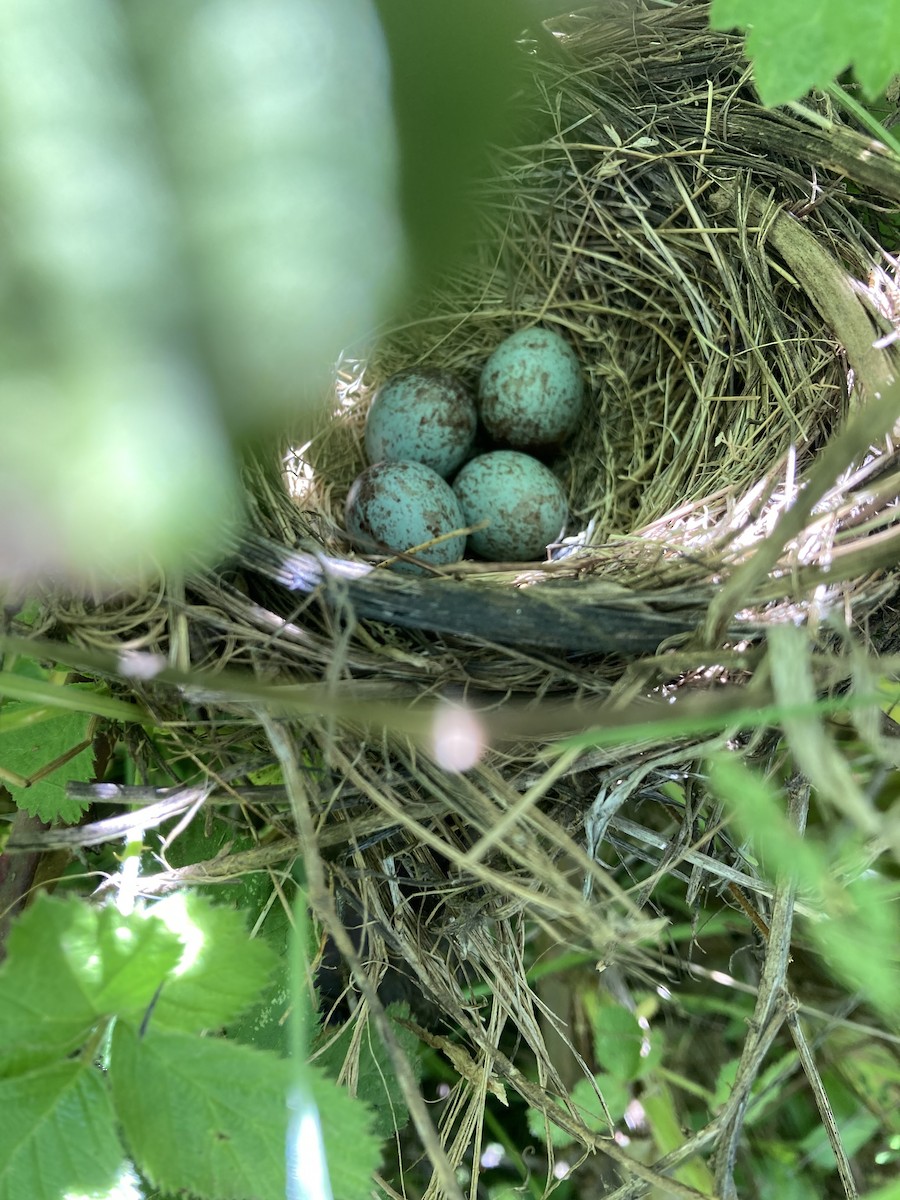 White-crowned Sparrow - City of Portland Environmental Services