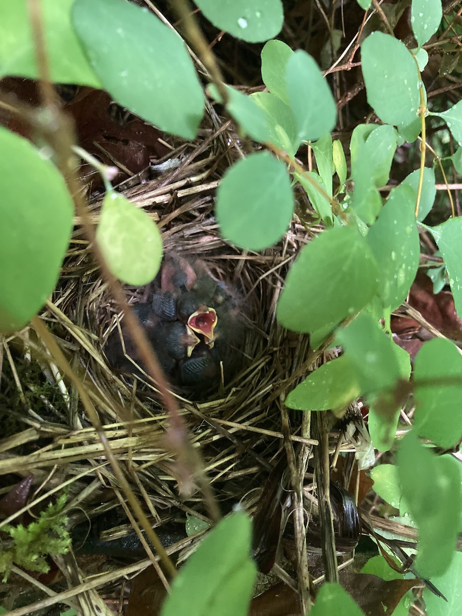 Song Sparrow - ML623052994