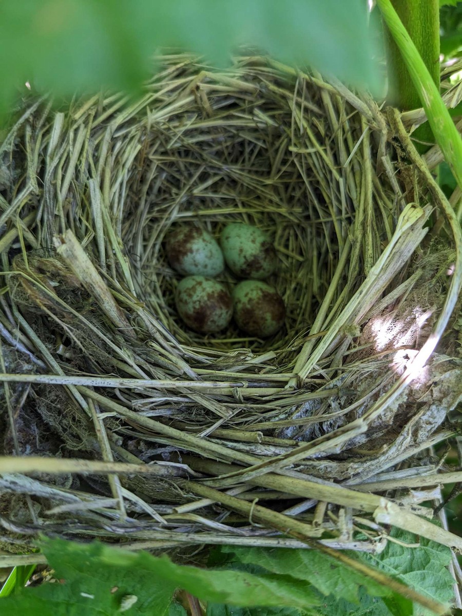 Song Sparrow - ML623053019