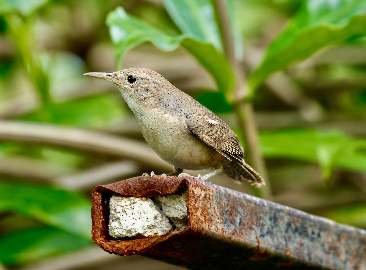 Southern House Wren - ML623053059
